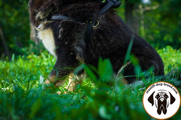 Leather dog harness for Mastiff with brass D-ring on both sides for pulling work