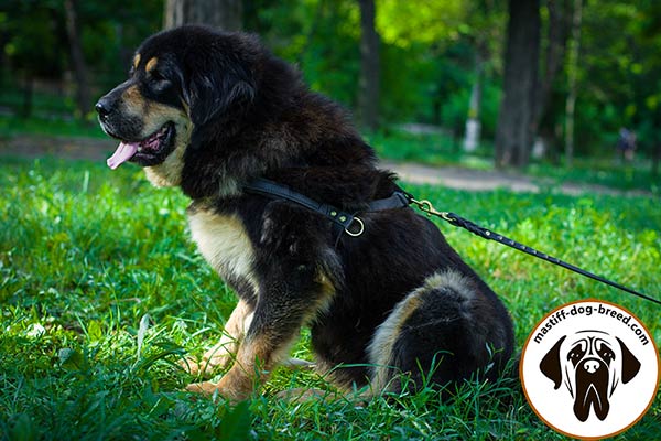 Training leather dog harness for Mastiff pulling work