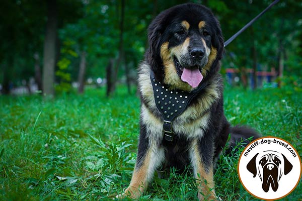 Fashion studded leather Mastiff harness for walking