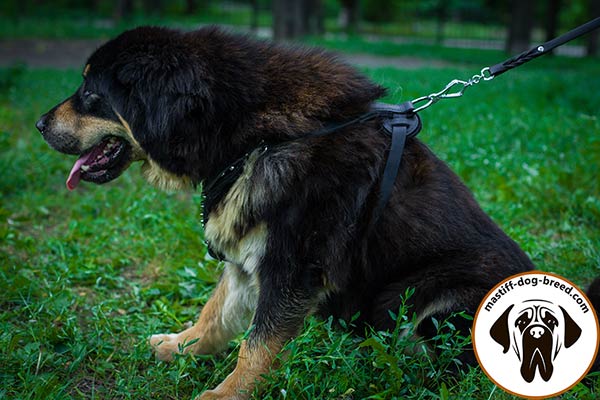 Studded leather Mastiff harness with comfy straps