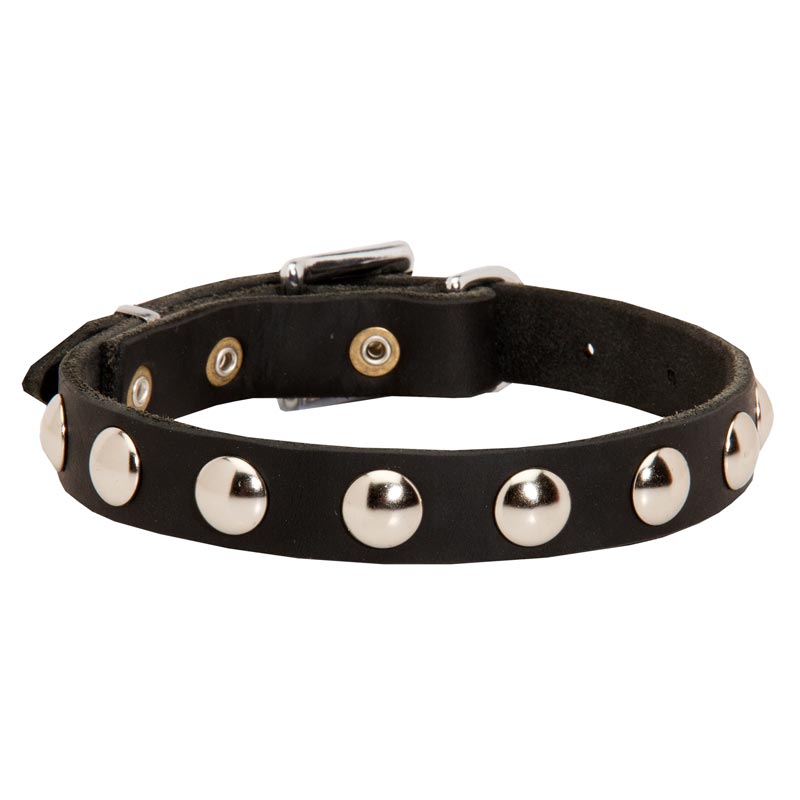 Beautiful Leather Mastiff Collar Decorated with Half-Ball Studs