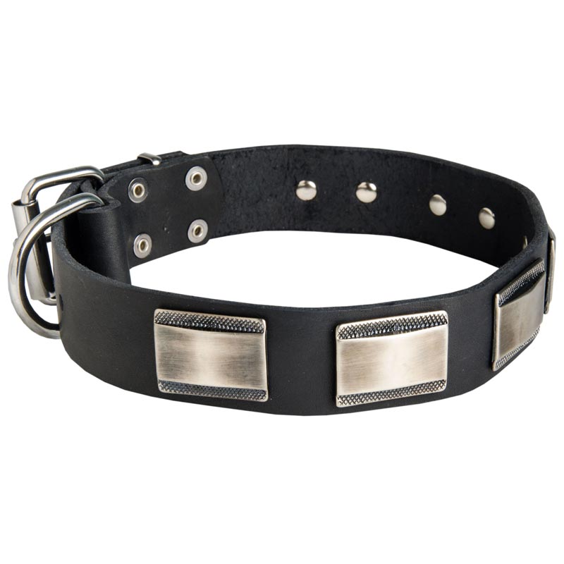 Leather Mastiff Collar Massive Nickel Plates