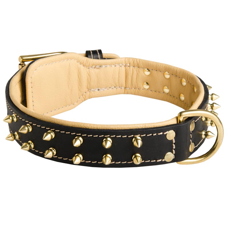 Royal Leather Mastiff Collar Spiked Padded with Nappa Leather