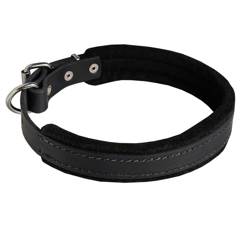Padded Leather Mastiff Collar 25 mm for Dog Training