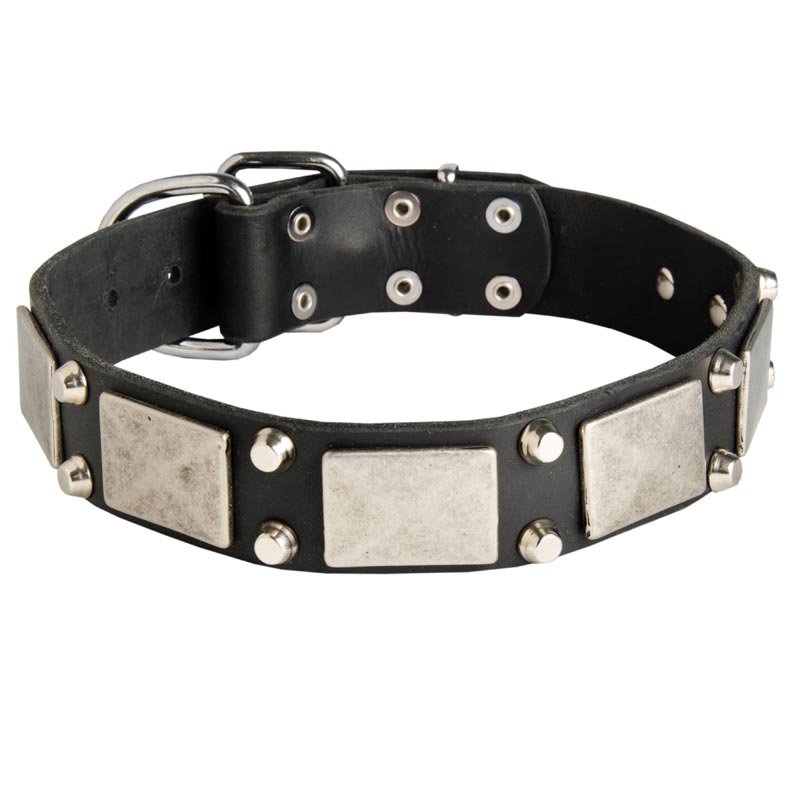 Leather Mastiff Collar Decorated with Nickel Cones and Plates