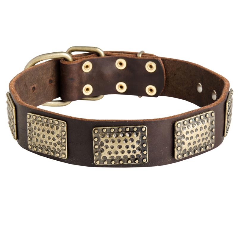 Leather Mastiff Collar with Massive Brass Plates