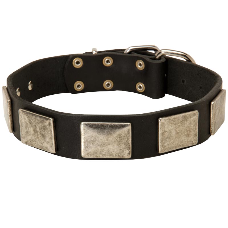 Leather Mastiff Collar with Large Nickel Plates