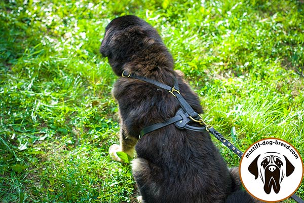 Mastiff leather leash with strong hardware for daily activity