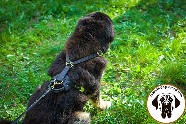 Mastiff leather leash with durable brass plated hardware for daily walks