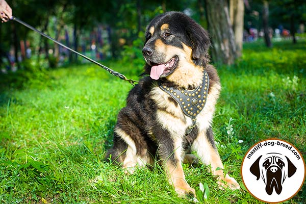 Mastiff leather leash with be-in-contol handle studded for quality control