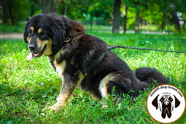 Mastiff leather leash of high quality with handle for walking