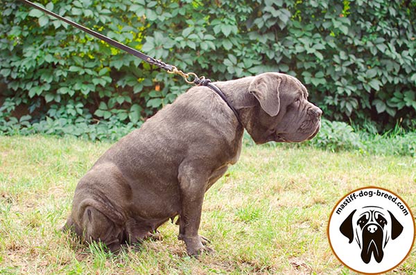 Mastiff leather leash with strong brass plated hardware for police work