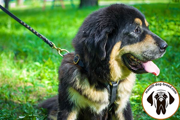 Mastiff leather leash with duly riveted handle for better comfort