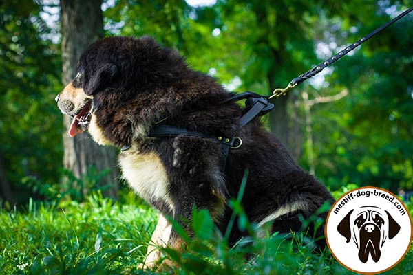 Mastiff leather leash of classy design studded for walking