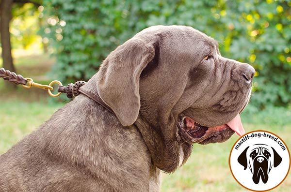 Mastiff leather leash with rust-proof brass plated hardware for improved control