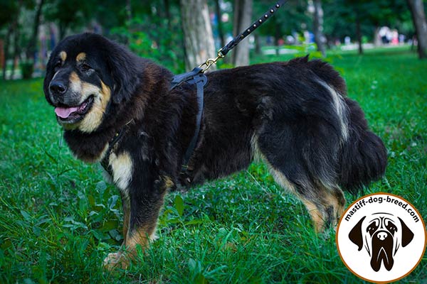 Mastiff leather leash with corrosion resistant hardware for any activity