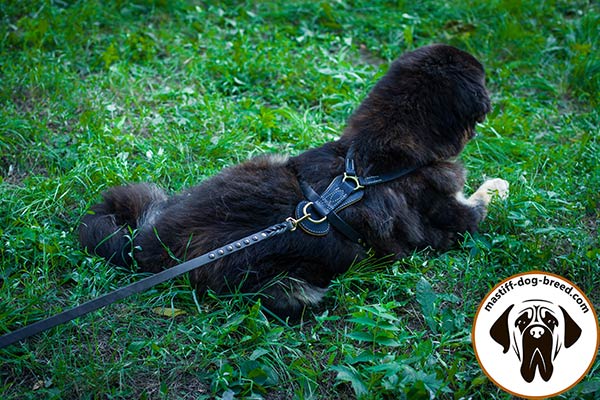 Mastiff leather leash of genuine materials with handle for improved control