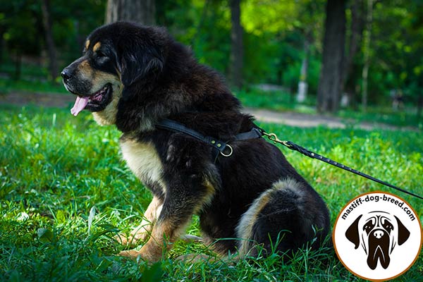 Mastiff leather leash of braided design studded for safe walking