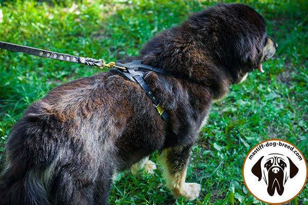 Mastiff leather leash with braids with handle for professional use
