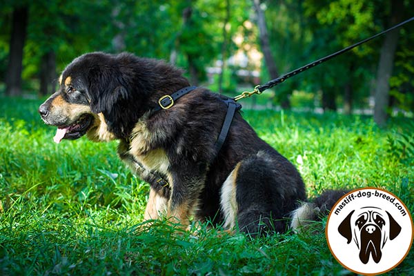 Mastiff leather leash with reliable brass plated hardware for perfect control