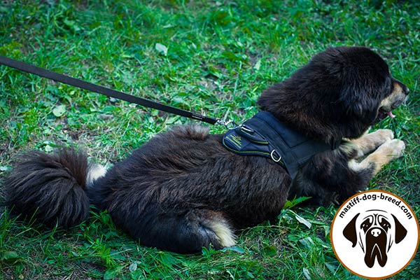 Mastiff nylon leash with non-corrosive hardware for safe walking