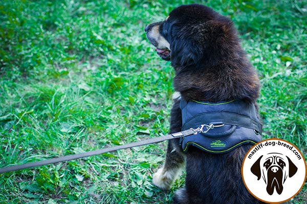 Mastiff nylon leash with rustless nickel plated hardware for basic training