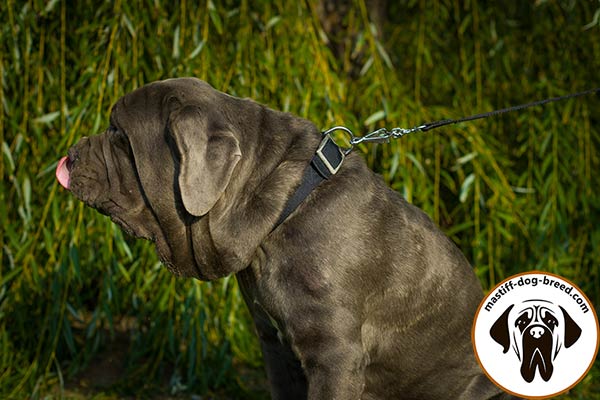 Mastiff nylon leash of lightweight material with handle for improved control