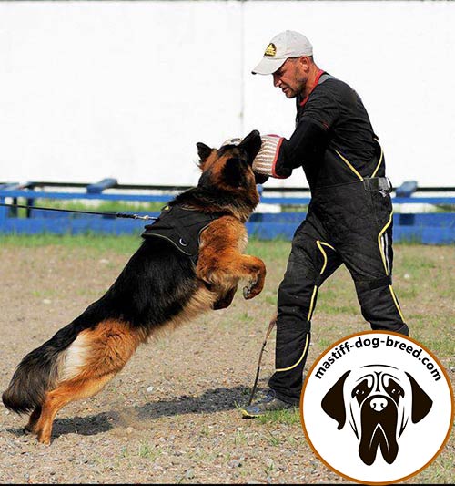 Nylon dog harness for efficient training