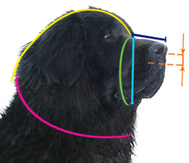 How to measure your dog for good fit muzzle