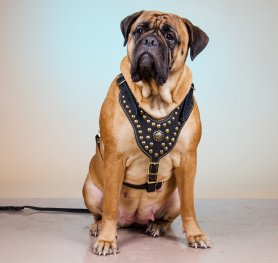 Bullmastiff Breed Standard