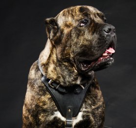 Cane Corso Breed Standard