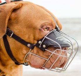 Purchasing the Right Muzzle